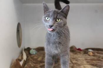 Domestic Short Hair Cats Available for Adoption - Ricotta | PetCurious