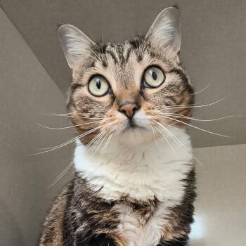 Domestic Short Hair Cats Available for Adoption in Saint Marys, Pennsylvania - Hazel | PetCurious