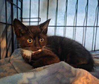 Rescue Domestic Short Hair Cats for Adoption in Parkville, Maryland - Callisto | PetCurious