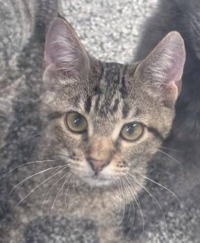 hailey -  Domestic Short Hair Cat for Adoption in Waverly, Tennessee - Hailey | PetCurious