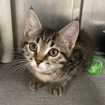 Twine -  Domestic Short Hair Cat for Adoption in Roanoke, Virginia - Twine | PetCurious