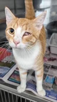 Kip -  Domestic Short Hair Cat for Adoption in Herndon, Virginia - Kip | PetCurious