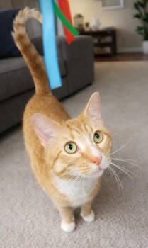 Domestic Short Hair Cats Available for Adoption - Mitts (polydactyl) | PetCurious