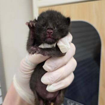 Domestic Short Hair Cats Available for Adoption in Phoenix, Arizona - Keenan | PetCurious