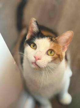 Theresa -  Domestic Short Hair Cat for Adoption in Avoca, Pennsylvania - Theresa | PetCurious