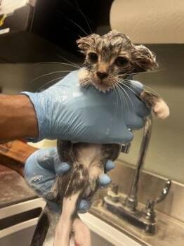 Haku 3 -  Domestic Short Hair Cat for Adoption in Fallston, Maryland - Haku 3 | PetCurious