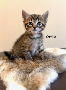 Ottilie -  Tabby and Domestic Short Hair Cat for Adoption in Buford, Georgia - Ottilie | PetCurious