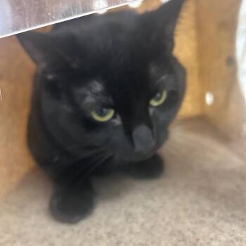 Domestic Medium Hair Cats Available for Adoption in Philadelphia, Pennsylvania - Black | PetCurious