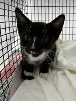 Domestic Short Hair Cats Available for Adoption in Fort Lauderdale, Florida - LOUIS | PetCurious