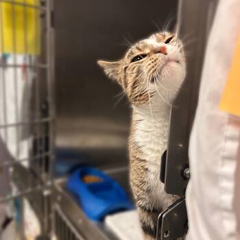 Baby Bell -  Domestic Short Hair Cat for Adoption in Davenport, Iowa - Baby Bell | PetCurious