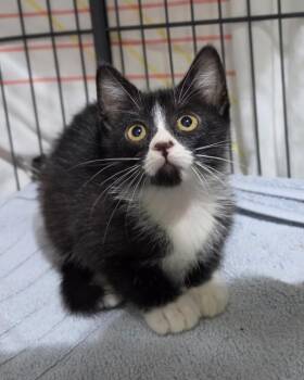 Krish -  Domestic Short Hair Cat for Adoption in Novato, California - Krish | PetCurious