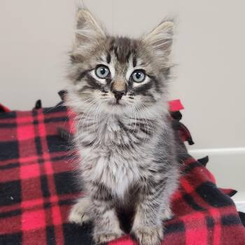 Yoshi -  Tabby Cat for Adoption in Marshfield, Wisconsin - Yoshi | PetCurious