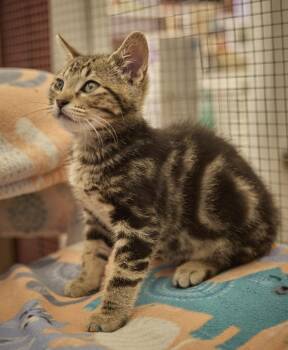 Theo -  Domestic Short Hair Cat for Adoption in Santa Barbara, California - Theo | PetCurious