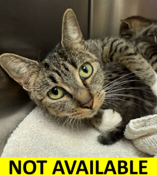 Rescue Domestic Short Hair Cats for Adoption in Eugene, Oregon - BE Mom | PetCurious