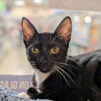Bombay and Domestic Short Hair Cats Available for Adoption in Pearland, Texas - Reece | PetCurious