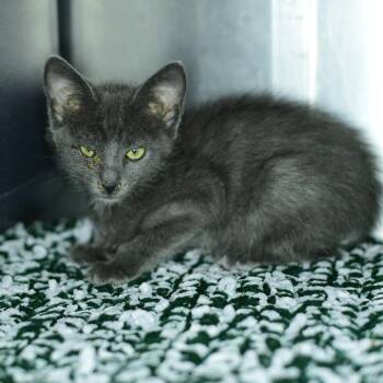 Briar -  Domestic Short Hair Cat for Adoption in Idaho Falls, Idaho - Briar | PetCurious