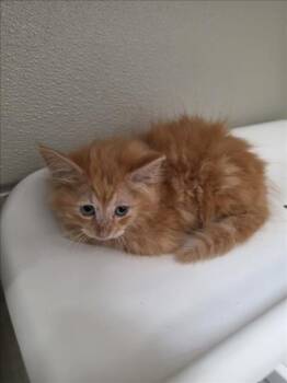Domestic Medium Hair Cats Available for Adoption in Tracy, California - A047431 | PetCurious