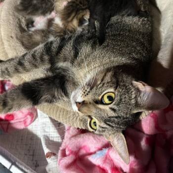Penny -  Domestic Short Hair Cat for Adoption in Hanna City, Illinois - Penny | PetCurious