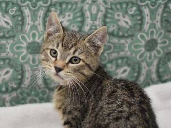 Domestic Short Hair Cats Available for Adoption - Cheetah | PetCurious