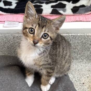 Poppy -  Domestic Short Hair Cat for Adoption in Naperville, Illinois - Poppy | PetCurious