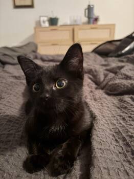 Cleo -  Domestic Short Hair Cat for Adoption in Youngsville, North Carolina - Cleo | PetCurious