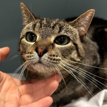Little Bit -  Domestic Short Hair Cat for Adoption - Little Bit | PetCurious