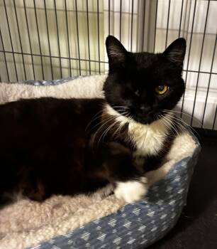 Martha -  Tuxedo Cat for Adoption in Theodore, Alabama - Martha | PetCurious