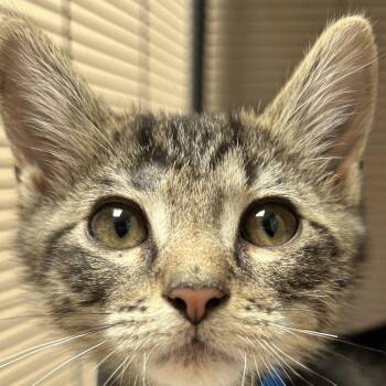 Sam -  Domestic Short Hair Cat for Adoption in Dallas, Texas - Sam | PetCurious