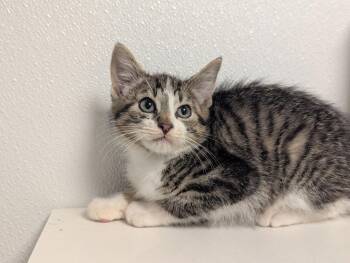 Journey -  Domestic Short Hair Cat for Adoption in St. Cloud, Minnesota - Journey | PetCurious
