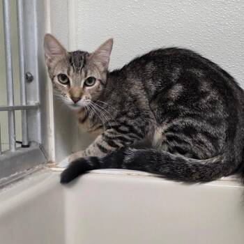 Buffy -  Domestic Short Hair Cat for Adoption in St. Helena, California - Buffy | PetCurious