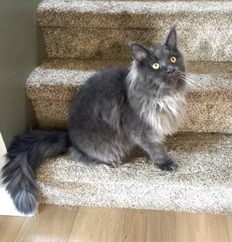 Maine Coon Cats Available for Adoption in Ypsilanti, Michigan - Boris (Purebred Maine Coon W Papers) | PetCurious