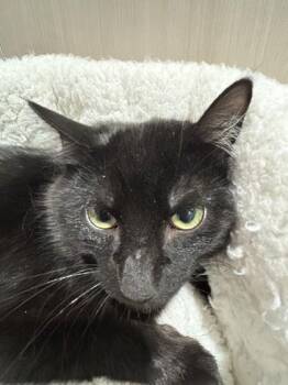 Jinx -  Domestic Short Hair Cat for Adoption in Hamilton, Montana - Jinx | PetCurious