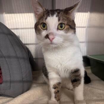 Rescue Domestic Short Hair Cats for Adoption in Allegan, Michigan - Roger | PetCurious