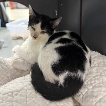 Flynn -  Domestic Short Hair Cat for Adoption in West Palm Beach, Florida - Flynn | PetCurious