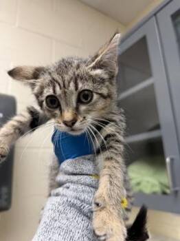 Everleigh -  Domestic Short Hair Cat for Adoption in Wichita, Kansas - Everleigh | PetCurious