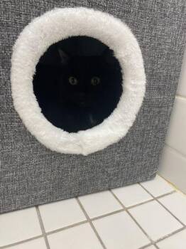 Onyx -  Domestic Short Hair Cat for Adoption - Onyx | PetCurious