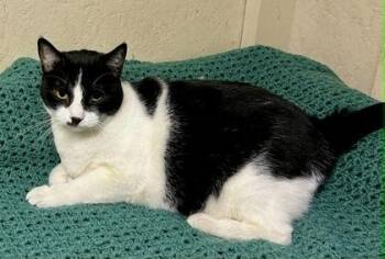 Clover -  Domestic Short Hair Cat for Adoption in Visalia, California - Clover | PetCurious