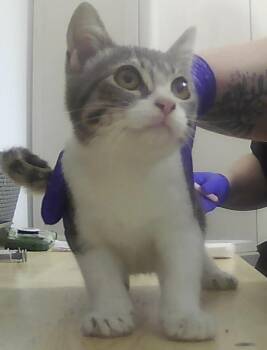 Dylan -  Domestic Short Hair Cat for Adoption in Dayton, Minnesota - Dylan | PetCurious