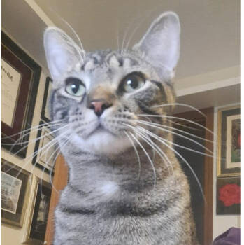 Rescue Domestic Short Hair Cats for Adoption in Albany, Wisconsin - Nixon | PetCurious