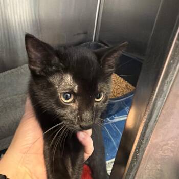 Bo Peep -  Domestic Short Hair Cat for Adoption in Port Charlotte, Florida - Bo Peep | PetCurious