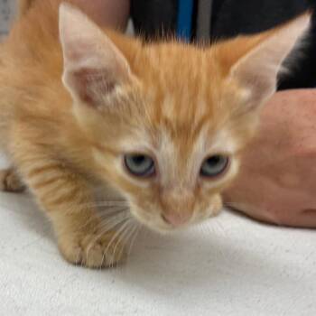 Rigatoni -  Domestic Short Hair Cat for Adoption in Corpus Christi, Texas - Rigatoni | PetCurious