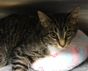 Rescue Domestic Short Hair Cats for Adoption in Thief River Falls, Minnesota - Lucky Charms | PetCurious