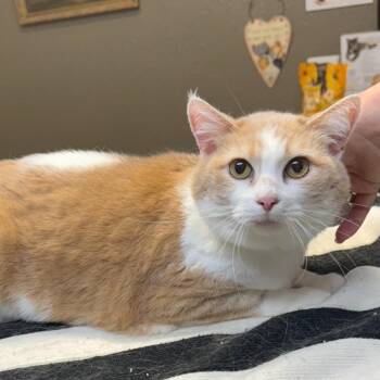 Taffy -  Domestic Short Hair Cat for Adoption - Taffy | PetCurious