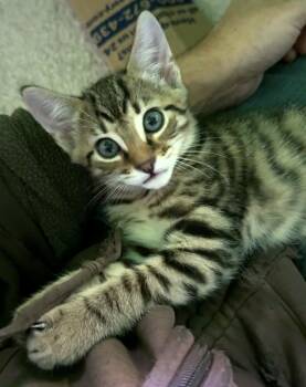 Courtesy Post-Big Boi -  Domestic Short Hair Cat for Adoption in Washington Township, New Jersey - Courtesy Post-Big Boi | PetCurious