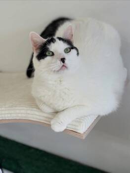 Tofu -  Domestic Medium Hair Cat for Adoption in Ottawa, Ontario - Tofu | PetCurious