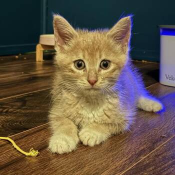 Dune -  Domestic Short Hair Cat for Adoption in Mount Airy, North Carolina - Dune | PetCurious