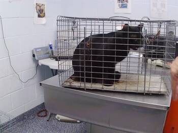 BEEBOAT -  Domestic Short Hair Cat for Adoption in Charlotte, North Carolina - BEEBOAT | PetCurious