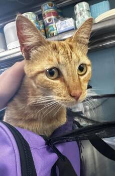 Tangi -  Domestic Short Hair Cat for Adoption in Vallejo, California - Tangi | PetCurious