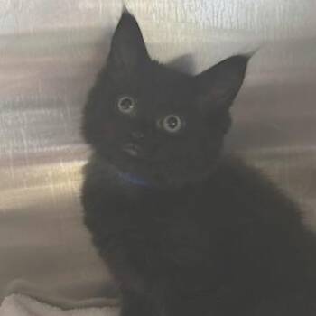 Domestic Medium Hair Cats Available for Adoption in Knoxville, Tennessee - Thursday | PetCurious