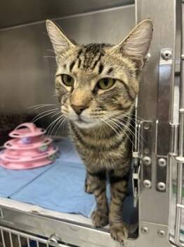 Domestic Short Hair Cats Available for Adoption in Largo, Florida - Sabertooth | PetCurious